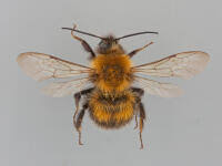 Image result for Bombus consobrinus
