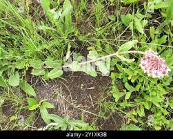 Image result for Asclepias albens