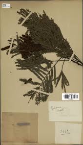 Image result for Entada chrysostachys