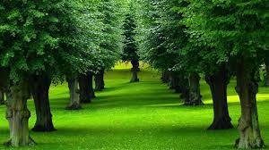 View our latest collection of free tree png images with transparant background, which you can use in your poster, flyer design, or presentation. Beautiful Trees Nature Landscape Wallpapers Wallpaper Cave