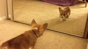 You need to make sure your dog is comfortable with you, and you need to know when it needs to go to the bathroom. Video Corgi Puppy S First Mirror Encounter