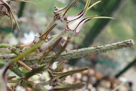 Image result for Ceropegia filipendula