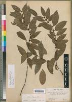 Image result for Salacia madagascariensis