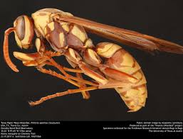 Miami, west palm beach, melbourne, orlando, tampa, jacksonville, and surrounding areas. Polistes Apachus Wikipedia