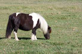 How much does it cost? How Much Does A Miniature Horse Cost Per Year Best Horse Rider