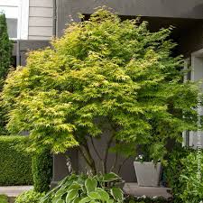 When taken by mouth the body converts this to salicylic acid which like i once noticed that willow bark extract was on a list of medications not to take before a recent. Coral Bark Japanese Maples For Sale Brighterblooms Com