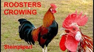 There are numerous cultural references to cocks and cockerels, in myth, folklore and religion, in language and in literature. Wake Up Call 30 Roosters Crowing Steinpiperl Hahne Krahen Austrian Bantam Roosters Hahnenkrahen Youtube