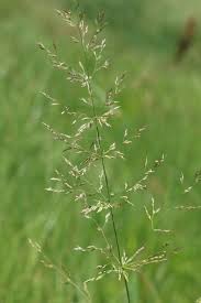 Image result for Agrostis