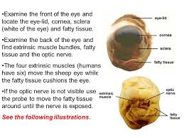 Our retina is about the size of a postage stamp. Sheep Eye Dissection Ppt Video Online Download