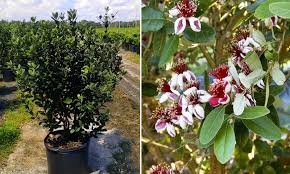 Image result for Feijoa sellowiana