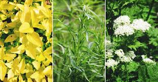 A single herb garden where all your herbs grow happily together may seem like a great idea… but isn't really possible. 14 Versatile Herbs That Grow In The Shade