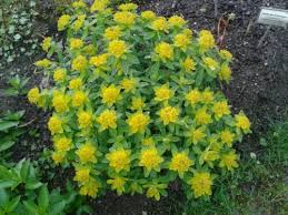 Image result for Euphorbia jubata