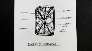 Lined paper is on layer that can be easily removed. Spirogyra Diagram Well Labelled Diagram Of Spirogyra How To Draw Spirogyra Cell Youtube