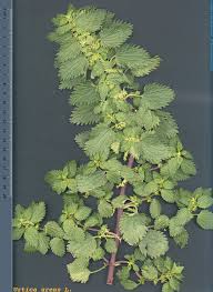 Image result for Urtica urens