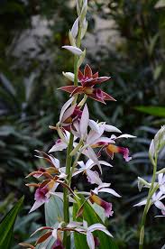 Image result for Phaius