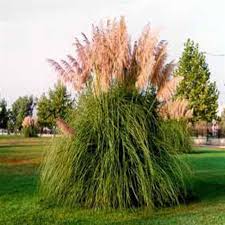 Image result for Cortaderia