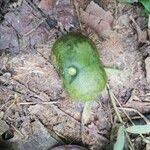 Image result for Ricinodendron heudelotii