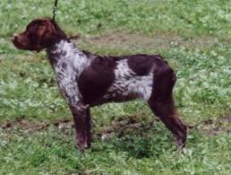 Image result for bretanský dlouhosrstý ohař