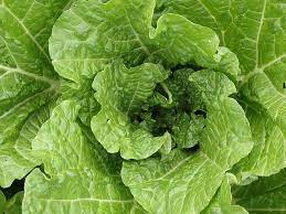 Check spelling or type a new query. How To Grow Chinese Cabbage At Home Cultivating Crunch