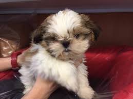 Parents are health screened, and puppies come with a health guarantee. Shih Tzu For Sale Kansas Page 2