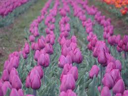Image result for tulip garden srinagar