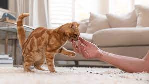 Usually, your cat will then vomit the hairball in relatively short order. Cat Hairballs Symptoms Treatment Purina