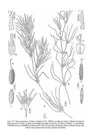 Image result for Najas graminea