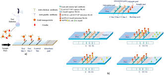 What is a lateral flow test? Lateral Flow Assays Principles Designs And Labels Sciencedirect
