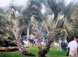 Image result for Hyphaene