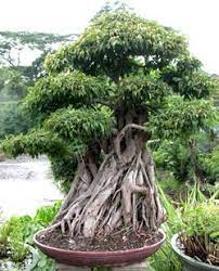 Ficus Bonsai Tree Ficus Benjamina Ficus Bonsai Tree Bonsai Tree Bonsai Garden