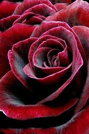 Our shop serves the following areas: Pin By Marta Santos Santos On Beautiful Roses Beautiful Flowers Garden Flowers Amazing Flowers