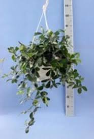 Image result for Rhoicissus digitata