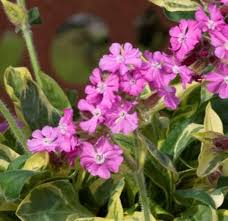 Image result for Silene abyssinica
