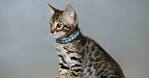Love At First Sight: The Cutest Cat Breeds In The World ...