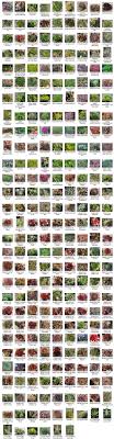 Succulent Identification Chart Growing Info Climate Zones