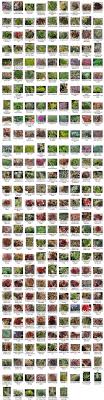 succulent identification chart growing info climate zones