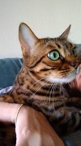 Bengal the bengal is a domestic cat that looks like it came out of the wild jungle. What Are Common Behavior Problems In Bengal Cats Quora