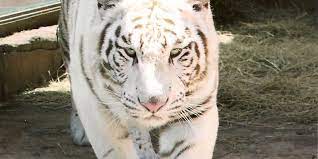 Irvine Park And Zoo Travel Wisconsin Irvine Park Wisconsin Travel Zoo