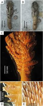 What organ is behind your right lower rib and cup hood / 複線ポイントレール④: Early Evolution Of Colonial Animals Ediacaran Evolutionary Radiation Cambrian Evolutionary Radiation Great Ordovician Biodiversification Interval Sciencedirect