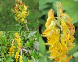 Image result for Crotalaria annua