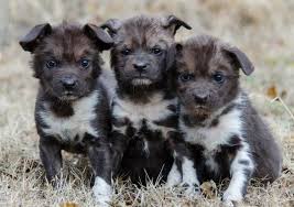 Akc registered, up till date on shots & 99% potty trained includes: Update Wild Dogs Pups Raised By Surrogate Have Names Zooborns