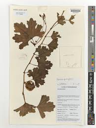 Image result for Peponium