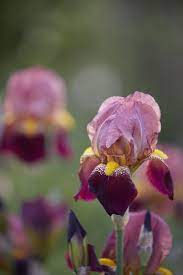 Calling All Gardeners A Quest To Save Rare Irises Gardenista Bearded Iris Flowers Container Flowers