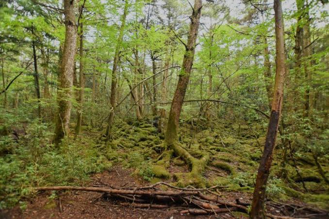 Aokigahara Forest (Sea of Trees): Explore the Mystical Nature near Mt. Fuji  - Your Tokyo Host | Tokyo Travel Assist