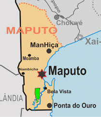 Image result for Secamone delagoensis