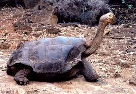 Check spelling or type a new query. 10 Specii De Animale Pe Cale De Disparitie Partea I