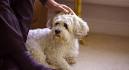 Meet the Bichon Frise Shih Tzu Mix a.k.a the “Shichon” or ...