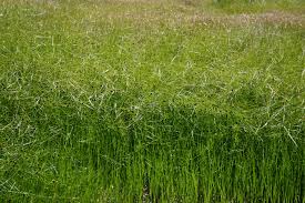 Image result for Oxycaryum