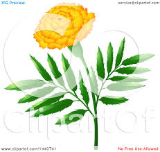 Clipart Of A Marigold Flower Royalty Free Vector Illustration By Graphics Rf 1440741 Blooming pot marigold or scotch marigold calendula officinalis flower. clipart of a marigold flower royalty