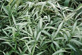 Image result for Pleioblastus fortunei